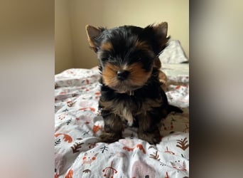 Yorkshire Terrier Welpen black and tan mit Ahnentafel