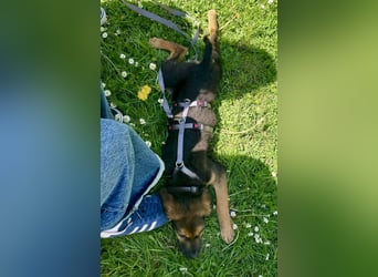 Kleine Shushulka sucht ihr großes Glück