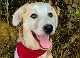 Lena4 geb. 03/2025 (GRC) - fröhliche und lustige Griechische Schäferhund Mix Welpin!