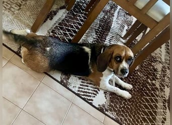 Beagle Mix HUGO (2 Jahre alt) sucht eine Familie!
