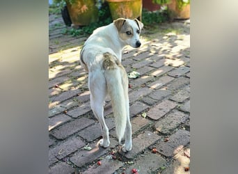 Schmusefreund IVO sucht sein Traumzuhause