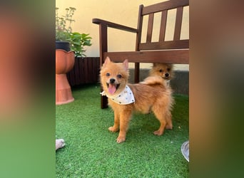 Charlie SR - Kuschelspitz mit großem Nachholbedarf