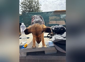 Gigi  ist in der Südpfalz zu besuchen
