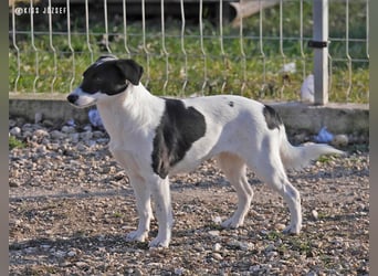 Die schüchterne Zseda sucht einfühlsame Menschen mit nette Hunden !