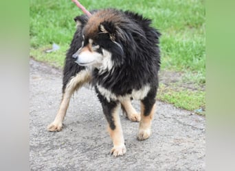 Shiba Inu Mischling „Katia“, ca. 02.2021 geboren, noch sehr scheu, sucht Freunde dieser Rasse