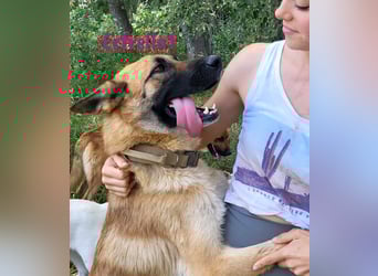 Estrella1 05/2021 (in Deutschland) - sportliche, hübsche Deutsche Schäferhund Mix Hündin!