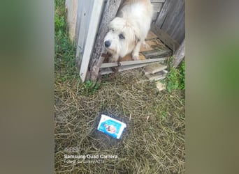 Ada sucht eine liebevolle Familie!