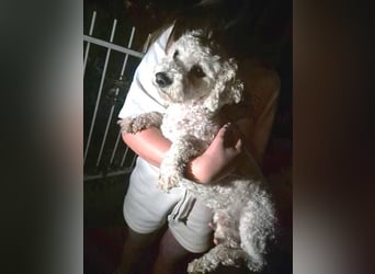 Bernd, Bichon Frisé-Mischling