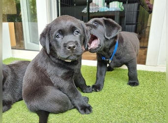 Edle Labrador Welpen (Schwarz/Foxred/Creme) mit Ahnentafel, Nachkommen von Champions