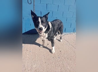 Notfall! Seniorin leider sehr im Tierheim