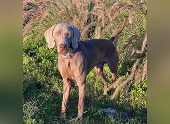 Draco (Spanien) – liebevoller Kämpfer sucht seine Familie