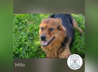 Milo – Harte Schale, weicher Kern