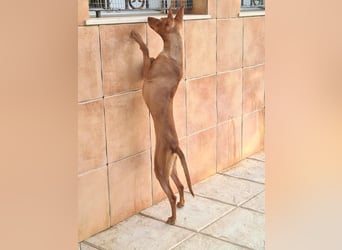 Charmante LOVANI-sehr sozial, liebt Mensch und Hund und wartet sehnsüchtig auf ihr schönes Zuhause