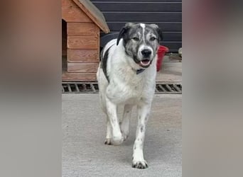 Shorty - anfangs schüchterner, lieber und verschmuster Rüde / zur Zeit noch in Rumänien