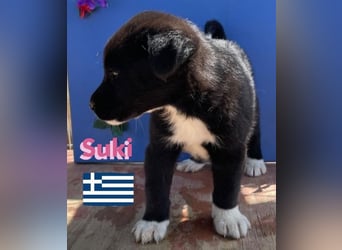 Suki,geb.02/25,hübsches Hundemädchen sucht ihre Familie