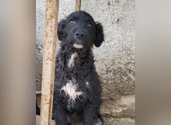 Flynn ❤️ offener, verspielter Welpenjunge