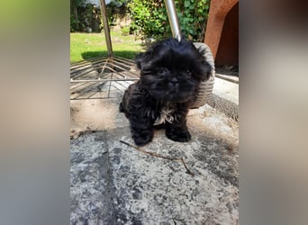 Reinrassige Shih Tzu  Welpen suchen sofort ein neues zu Hause