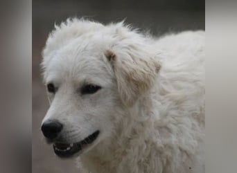 Ricotta