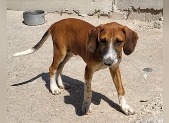 Bracken-Mix ♥Sky♥ lieb + abenteuerlustig