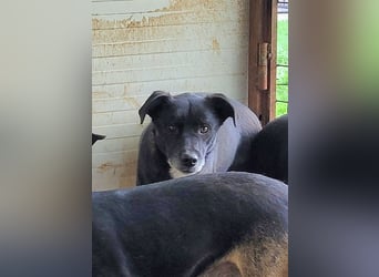 Vento, 3 jähriger Bub, SH ca. kniehoch, neugierig, verspielt, sozial