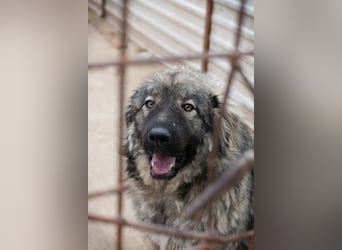 Paul: Besonderer Hund braucht ein Zuhause