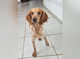 Hilde Mischlingshündin ca. 2 Jahre alt in Griechenland
