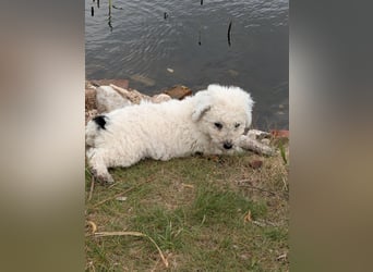 Spanische Wasserhund Welpen reinrassig