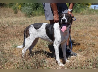 Nikita, Mix Labrador / Boxer, lieb und sozial