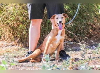 Bonyo, Mix Labrador / Podengo, lieb und sozial