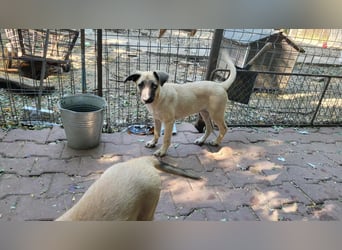 BETTY - so ein tolles Mädchen