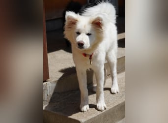Josefina SR- Junge Maus sucht Familie