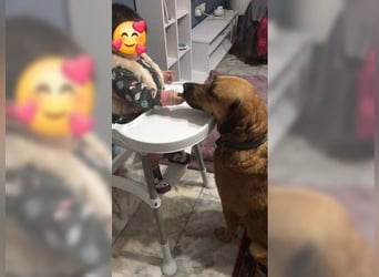 Daisy, familienfreundliche Traumhündin