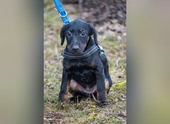 Bibi-SI, kleine Welpin sucht liebe Familie