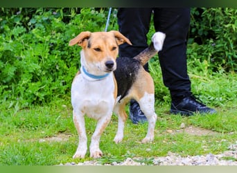 Yuna, Mix Beagle / Jack Russel Terrier, lieb und verträglich