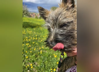 Lustige Kobolde / Cairn Terrier suchen ein Zuhause