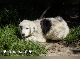 Athena sucht ein Zuhause
