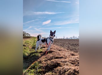 Canaan Dog-Welpen (Kanaan-Hund)