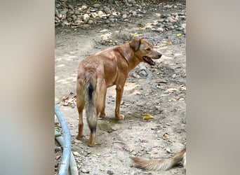 Herzensmensch gesucht - lieber OSCAR hofft schon so lange auf sein Glück