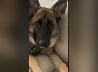 Schöner sozialisierter Familienschäferhund sucht ein zu Hause