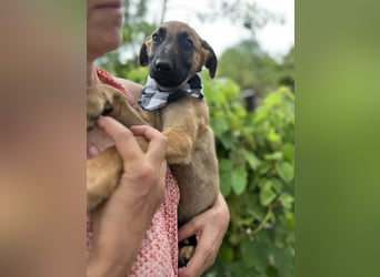 TERESE, kleiner Sausewind. Geboren ca. April 2025. Malinois-Mix-Hündin sucht aktives Zuhause