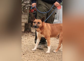 Dingo VA - Langzeitinsasse wartet auf sein Happy-End