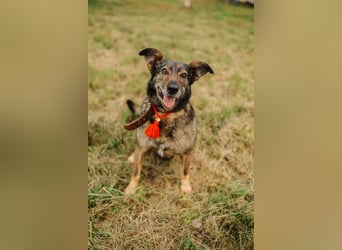 Fröhliche und verschmuste Hündin Lucy❤️sucht Pflege- oder Endstelle