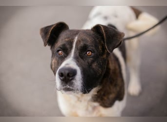 KODA - der hübsche und gelehrige Rüde sucht eine hundeerfahrene Familie