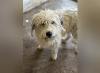 Fluffy, geb. ca. 11/2023, lebt in GRIECHENLAND, auf einer privaten Pflegestelle