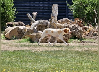 DUNA ❤️ liebevolle Pointer Mix Dame, Pflegefamilie Immenhausen