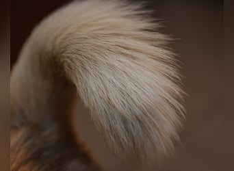 Kuno auf Pflegestellte in Köln