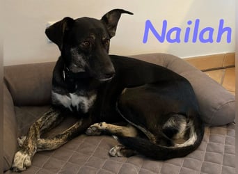 Nailah 03/2024 (in Deutschland) - neugierige und wunderschöne Begleiterin!