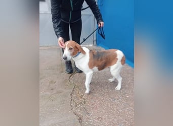 Linda, möchte endlich das Tierheim verlassen
