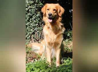 Golden Retriever Welpen/Creme x Dark Golden
