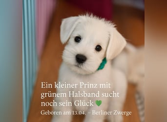 Welpen weiß Zwergschnauzer Hündin